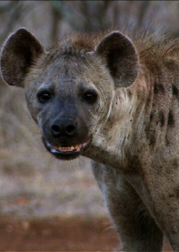 Spotted Hyena