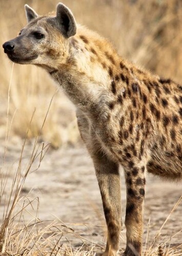 Spotted Hyena