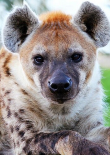 Spotted Hyena