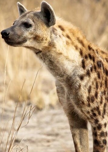 Spotted Hyena