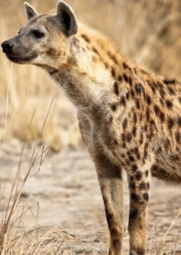 Spotted Hyena