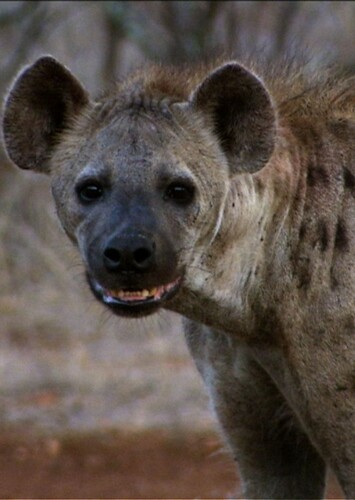 Spotted Hyena
