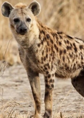 Spotted Hyena