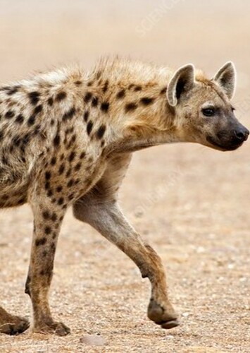Spotted Hyena