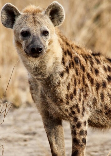 Spotted Hyena