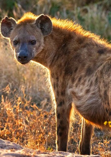 Spotted Hyena