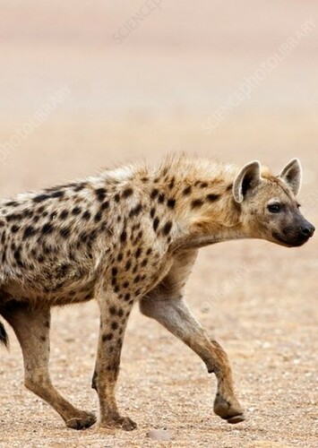 Spotted Hyena