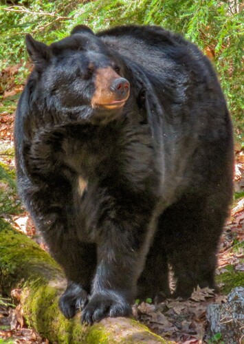 Squam Lakes Natural Science Center