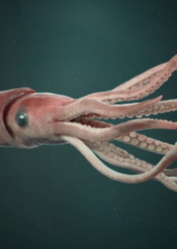 Squid