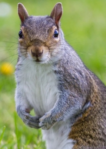 Squirrel