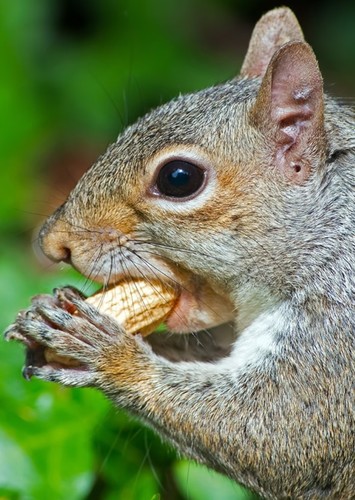 Squirrel