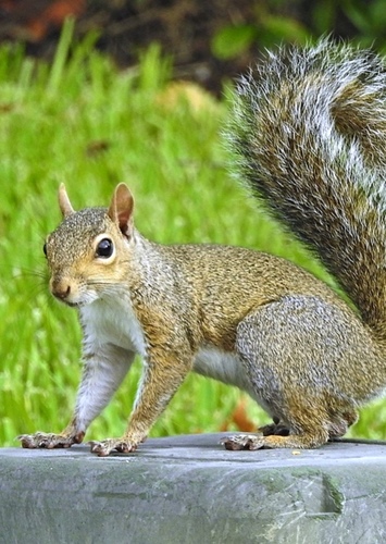 Squirrel