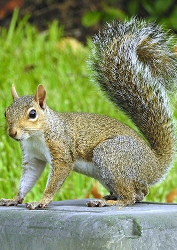 Squirrel