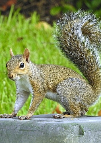 Squirrel