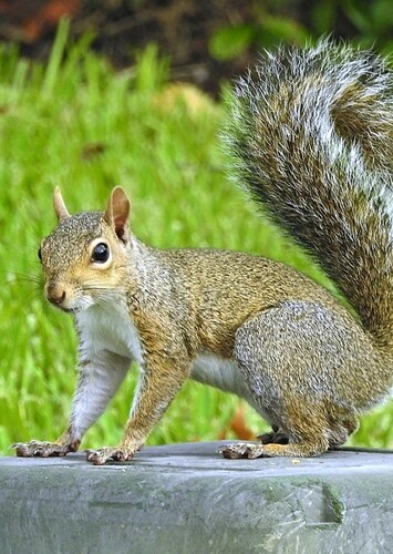 Squirrel