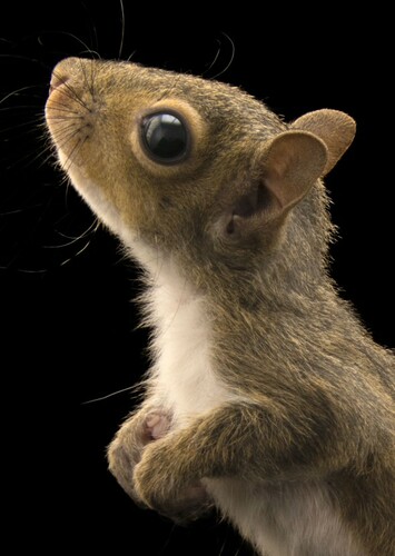 Squirrel