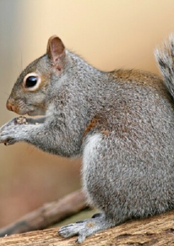 Squirrel