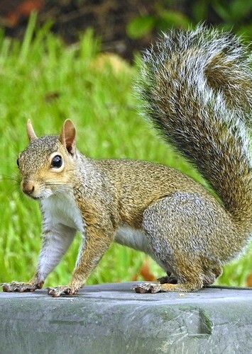 Squirrel
