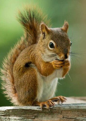 Squirrel