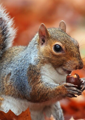 Squirrel