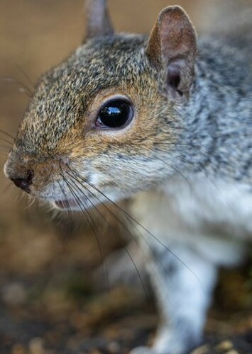 Squirrel