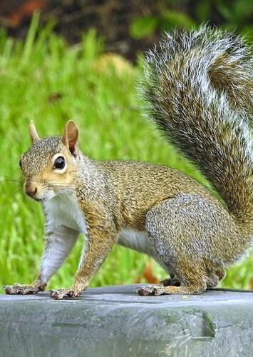 Squirrel