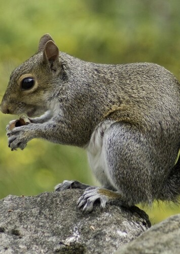 Squirrel