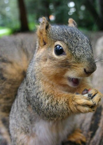 Squirrel