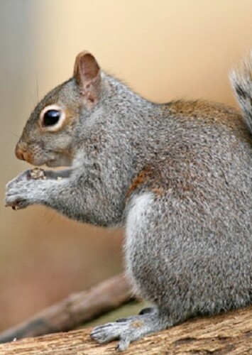 Squirrel