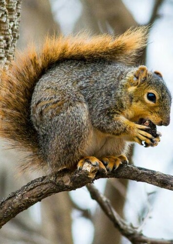 Squirrel