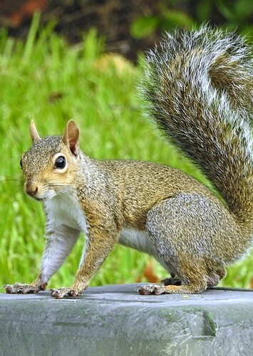 Squirrel
