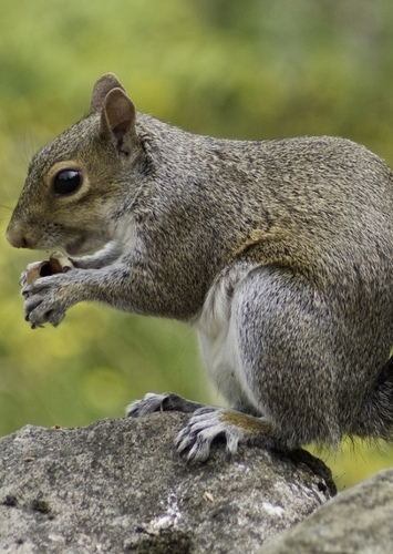 Squirrel