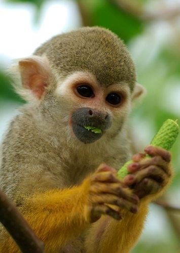 Squirrel Monkey
