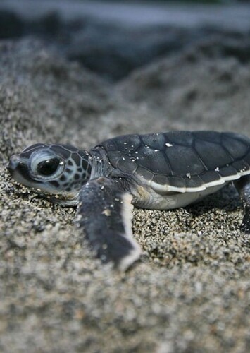 Squirt