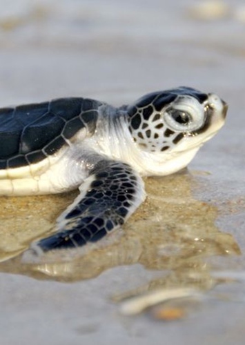 Squirt