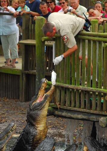 St. Augustine Alligator Farm Zoological Park