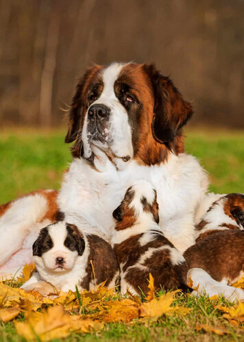 St. Bernard
