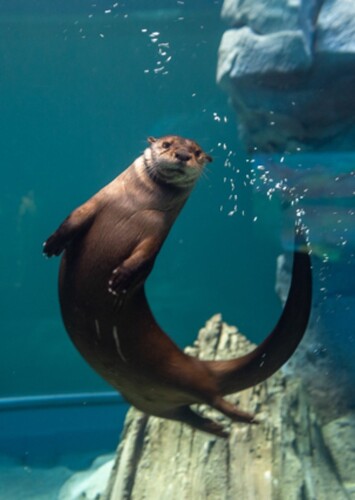 St. Louis Aquarium at Union Station