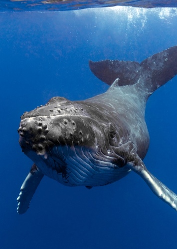 Stacey the Humpback Whale