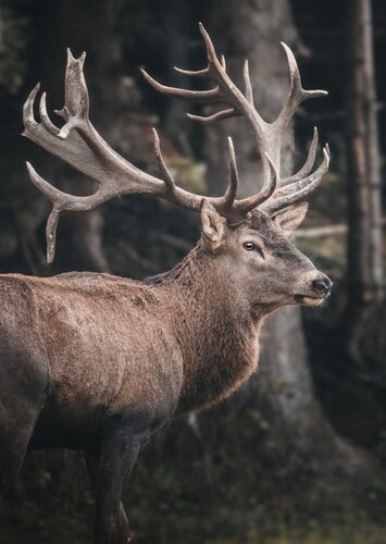 Stag