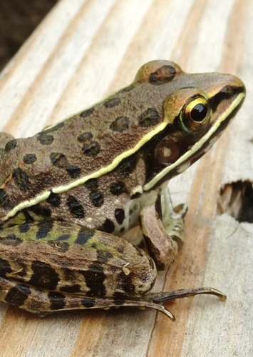Stan the Southern Leopard Frog