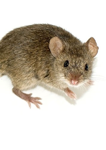 Stanley the Mouse