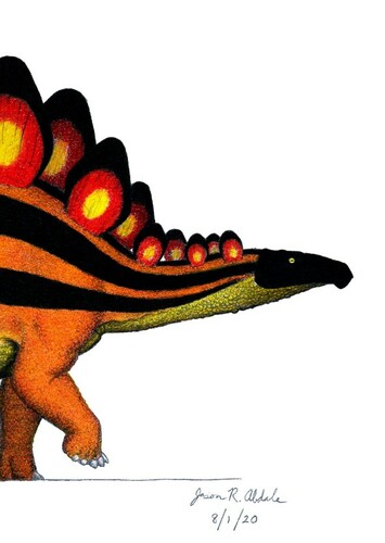 Stegosaurus Male