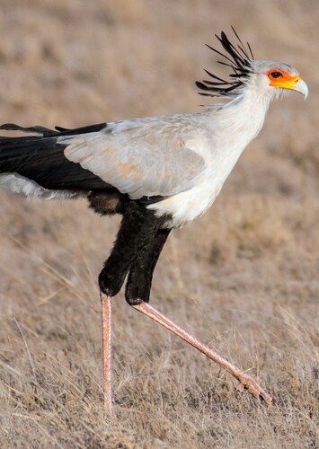 Steve the Secretary Bird