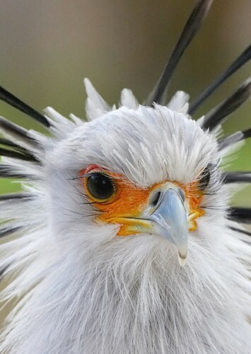 Steve the Secretary Bird