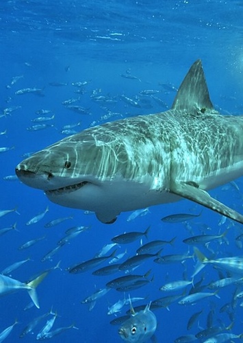 Steven the Shark
