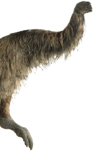 Stout-legged Moa