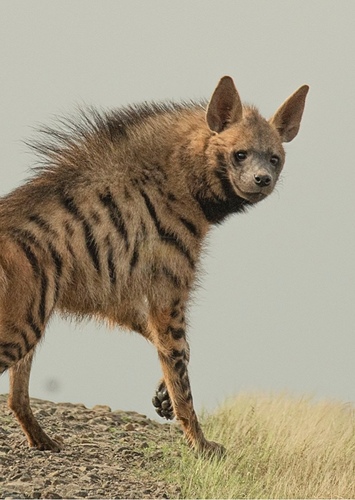 Striped Hyena