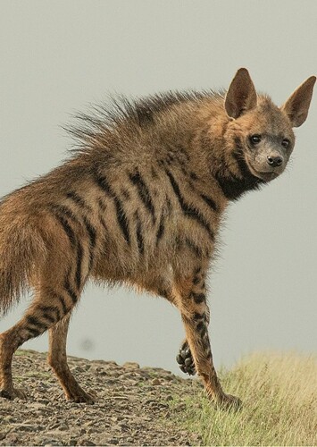 Striped Hyena