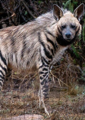 Striped Hyena